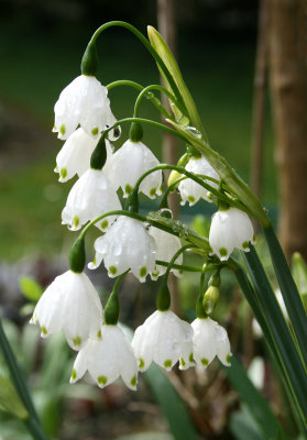 Leucojum aestivum 'Gravetye Giant'