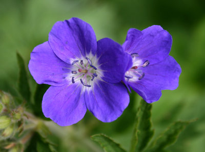 Geranium sylvaticum 'Amy Doncaster'