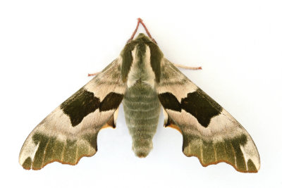 1979 Lime Hawk-moth