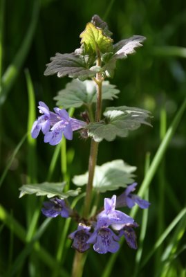 Ground Ivy