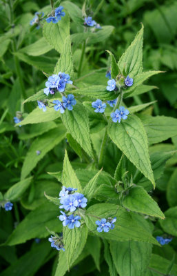 Green Alkanet