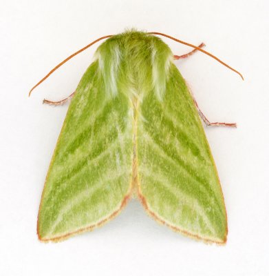 2422 Green Silver-lines