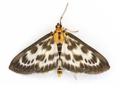 1376 Eurrhypara hortulata