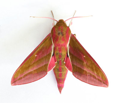 Macro Moths