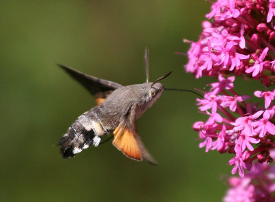 1984 Humming-bird Hawk-moth