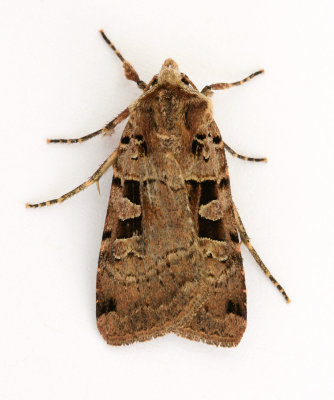 2128 Double Square-spot