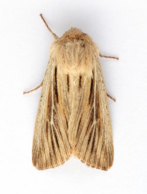 2205 Shoulder-striped Wainscot