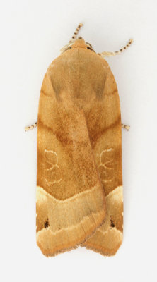 2110 Broad-bordered Yellow Underwing