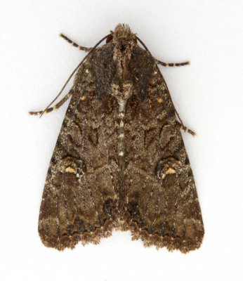 2343 Common Rustic agg.
