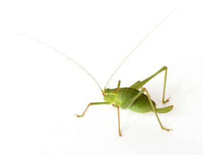 Speckled Bush-cricket