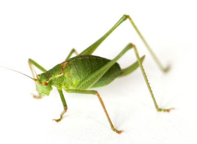 Speckled Bush-cricket