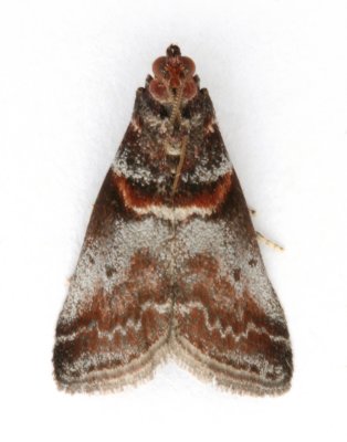 1439 Trachycera advenella
