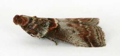 1439 Trachycera advenella