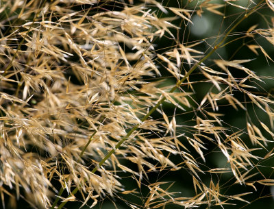 Stipa gigantea