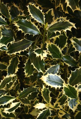 Ilex aquifolium 'Silver Queen'