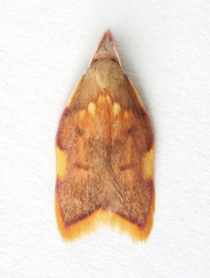 0658 Carcina quercana