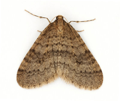 1799 Winter Moth