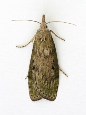 1428 Aphomia sociella