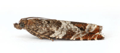 1115 Ancylis achatana