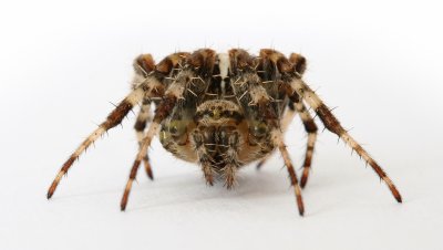Garden Spider