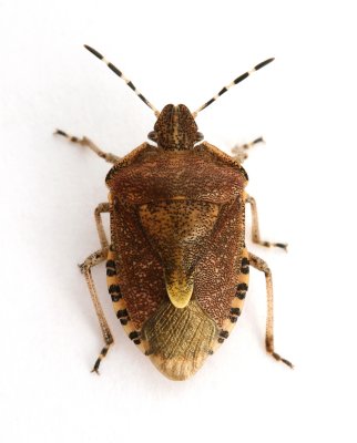 Sloe Bug