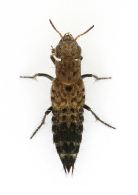 Rove Beetle