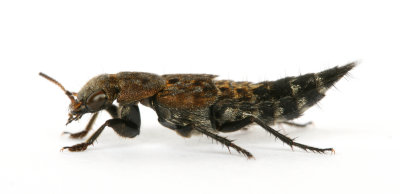 Rove Beetle