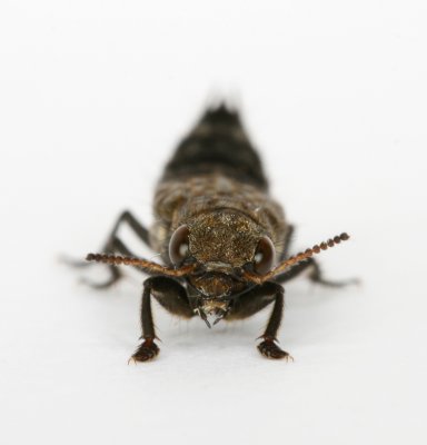 Rove Beetle