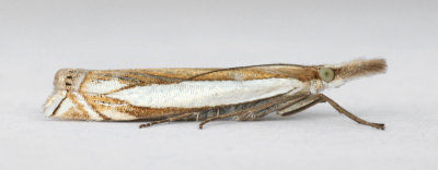 1294 Crambus pascuella