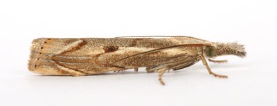 1309 Agriphila geniculea