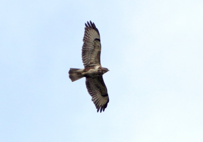 Buizerd - Buteo buteo