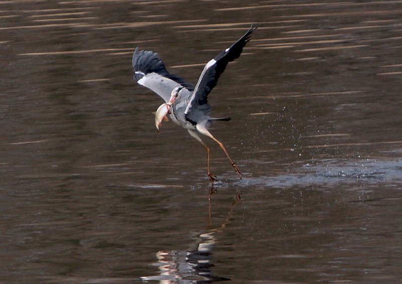 Blauwe reiger pakt Brasem