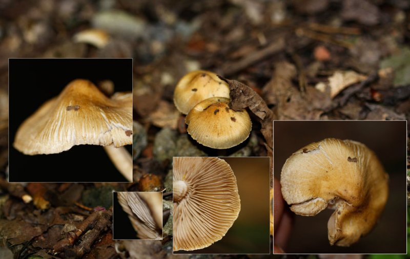 Amandelvezelkop - Inocybe hirtella