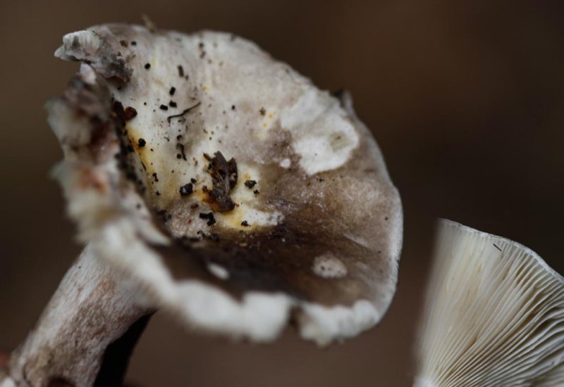 Russuladensifolia - Fijnplaatrussula