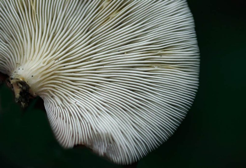 Bleke oesterzwam - Pleurotus pulmonarius
