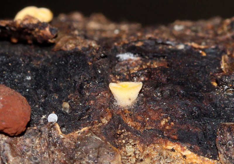 Bruinsporig Sapbekertje - Phaeohelotium monticola