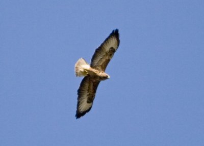 Buizerd boven de biezeweiden