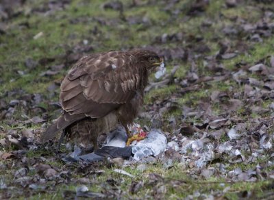 Buizerd met duif