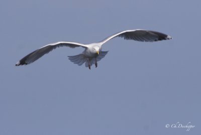 Zilvermeeuw - Larus argentatus