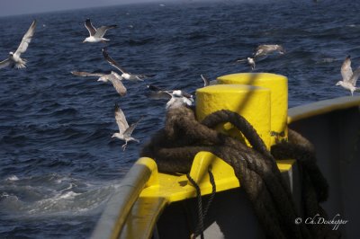 Zicht vanop de Albatros