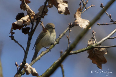 Tjiftjaf - Phylloscopus collybita