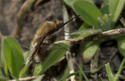 Wolzwever  - Bombylius major