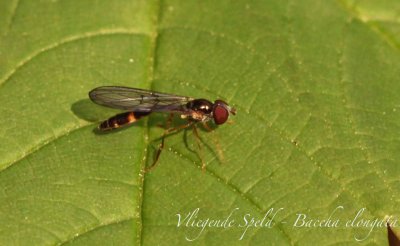 Vliegende Speld - Baccha elongata