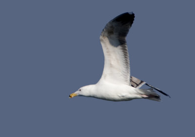 Grote Mantelmeeuw - Larus marinus