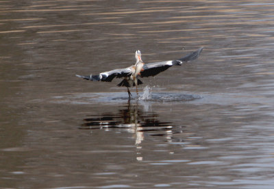 Blauwe reiger met Brasem