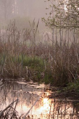 Battelaermoeras in de ochtend