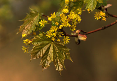 Als de bomen bloeien...