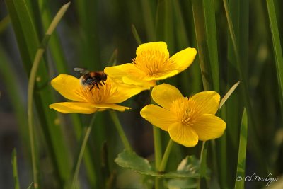 Dotterbloem - Caltha palustris