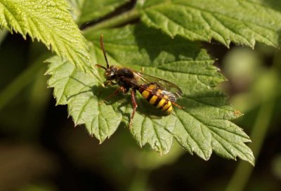 nomada-flava8871.jpg