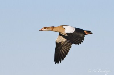 Nijlgans - Alopochen aegyptiacus